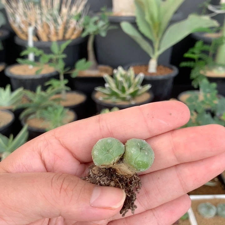 双头海鲜实生仙人球多肉植物