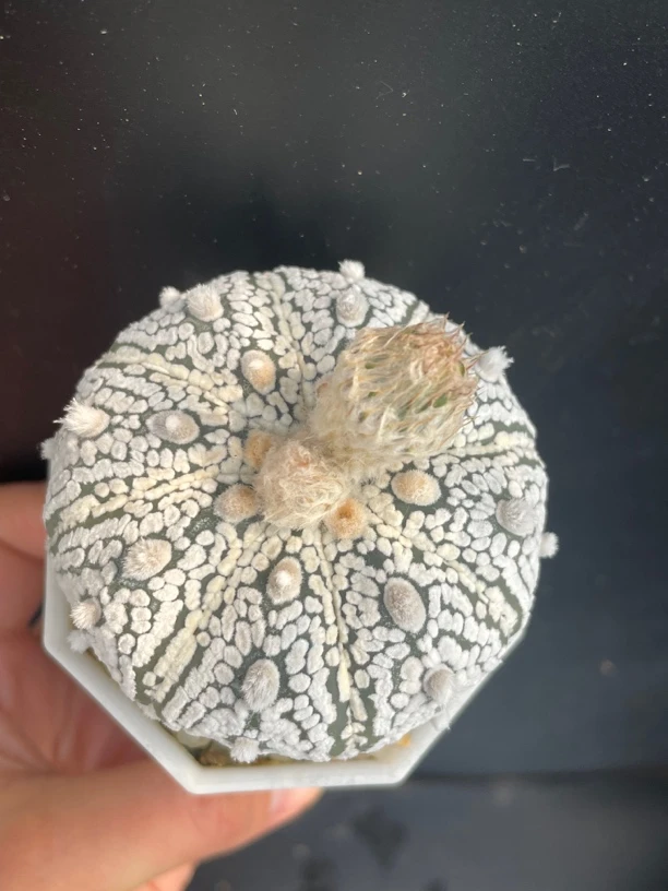 古田贝超兜实生仙人球6.5CM