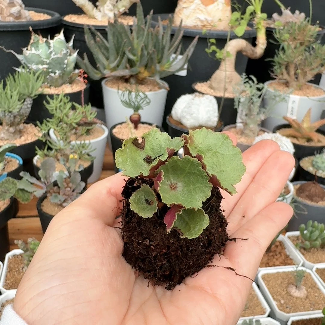 小酒杯一物一拍多肉