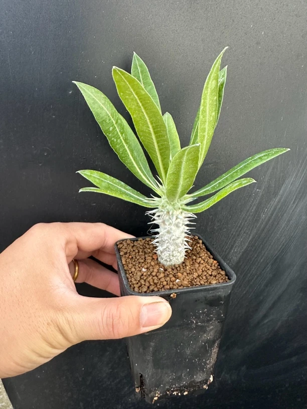 筒蝶春棒槌块根植物