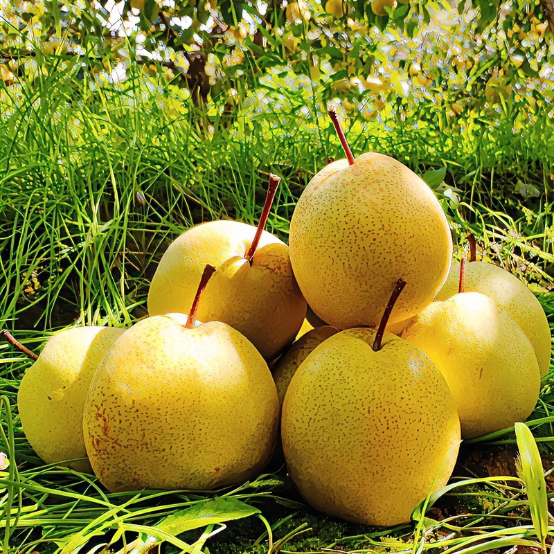 陕西梨子5斤8.5斤酥梨蜜梨糖梨装新鲜水果酥脆香甜多汁好吃成熟