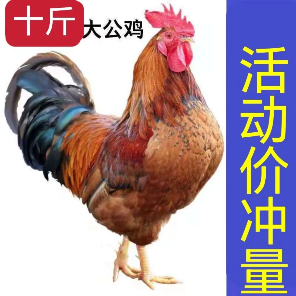 散养老公鸡农家放养正宗老公鸡炖鸡佳肴上品现杀现发走地鸡老土鸡
