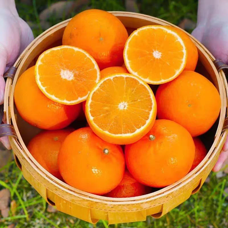 【精品沃柑】云南高原沃柑应季新鲜水果现采现发多汁香甜皮薄现货