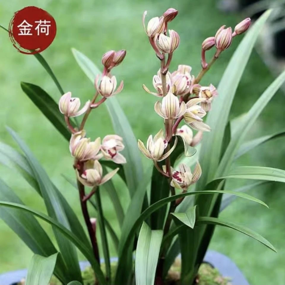 翁源兰花：四季建兰金荷开荷瓣花浓香矮种室内好养易活绿植盆栽