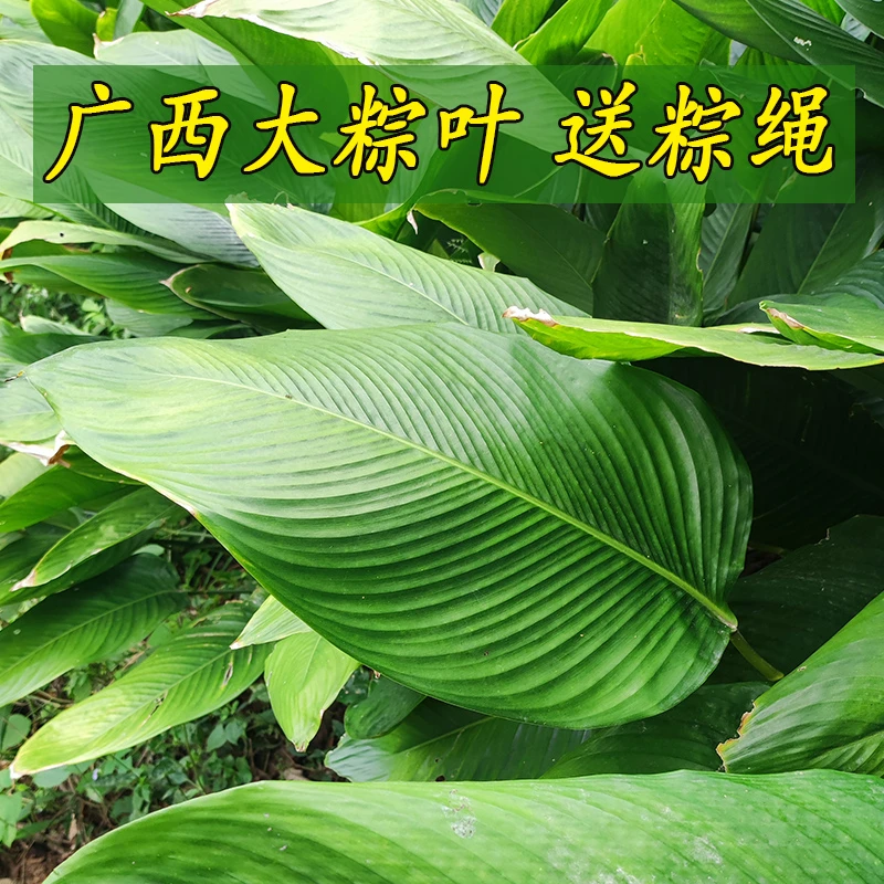 粽子叶广西粽叶新鲜大叶裹蒸粽叶过年包粽子的叶子过节用冬叶柊叶