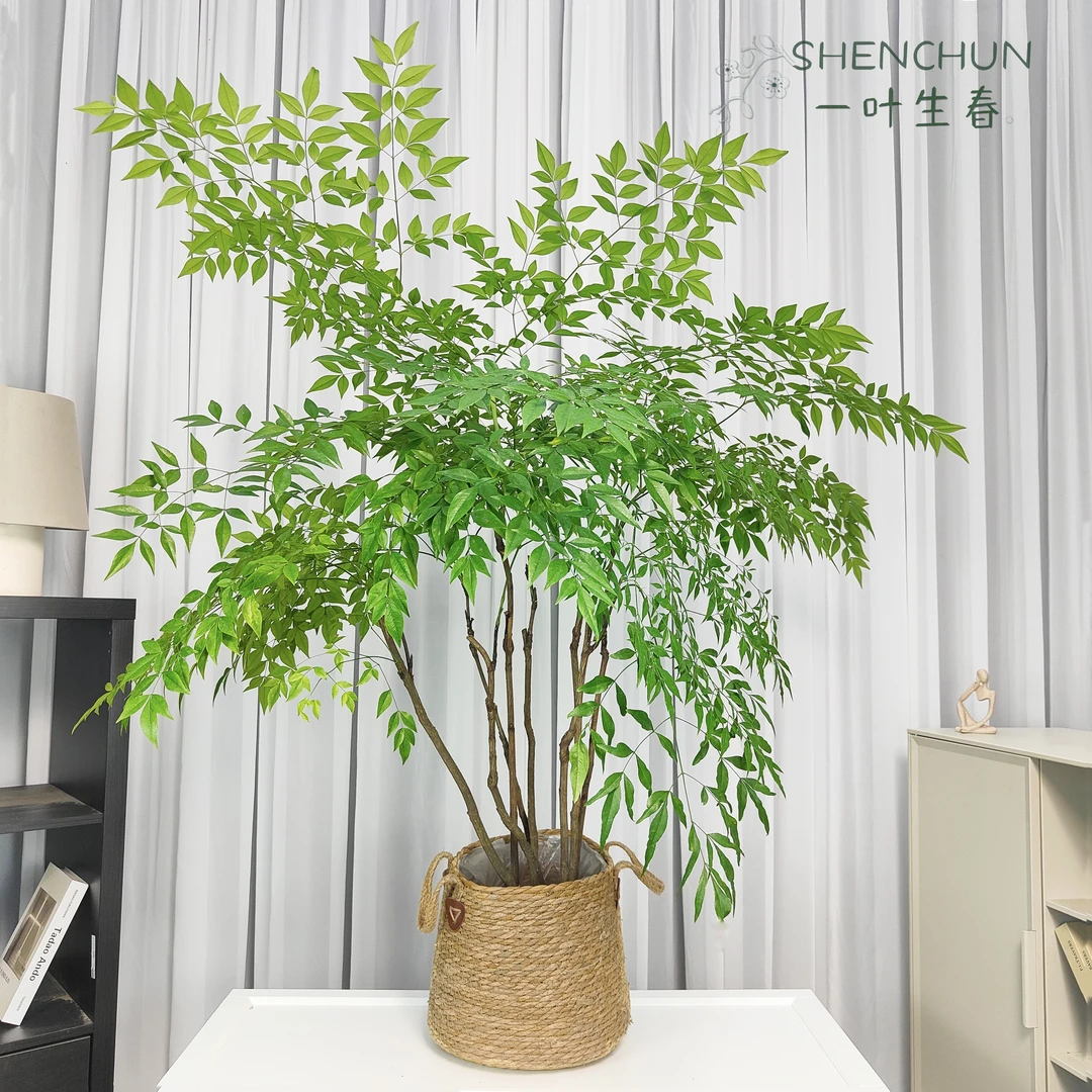 【精品南天竹】大型耐热室内四季常青绿植客厅植物阳台盆栽景观鲜活