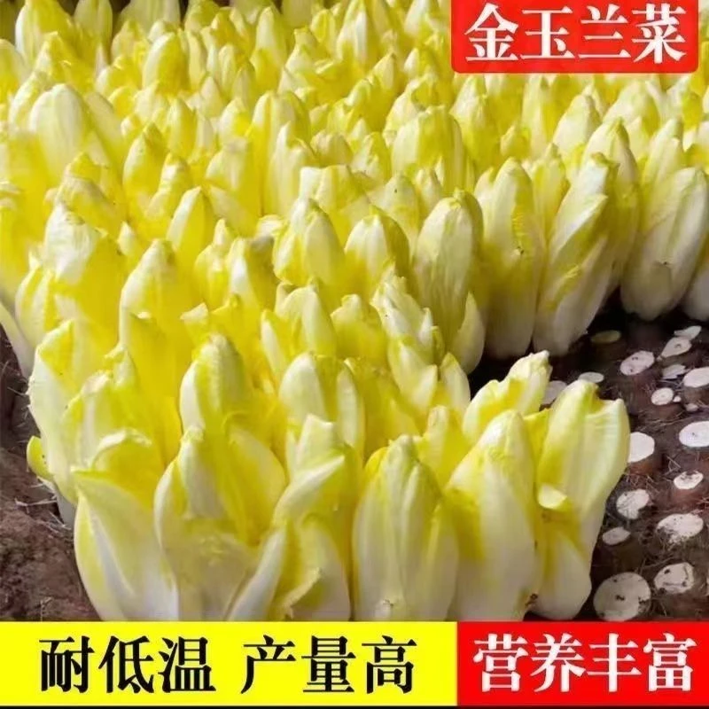 金玉兰菜种子新鲜营养金玉兰菜新鲜生耐寒阳台大田
