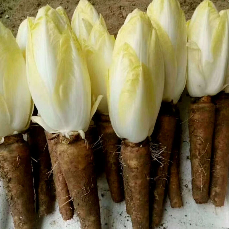金玉兰菜菜根软化菊苣四季阳台盆栽庭院