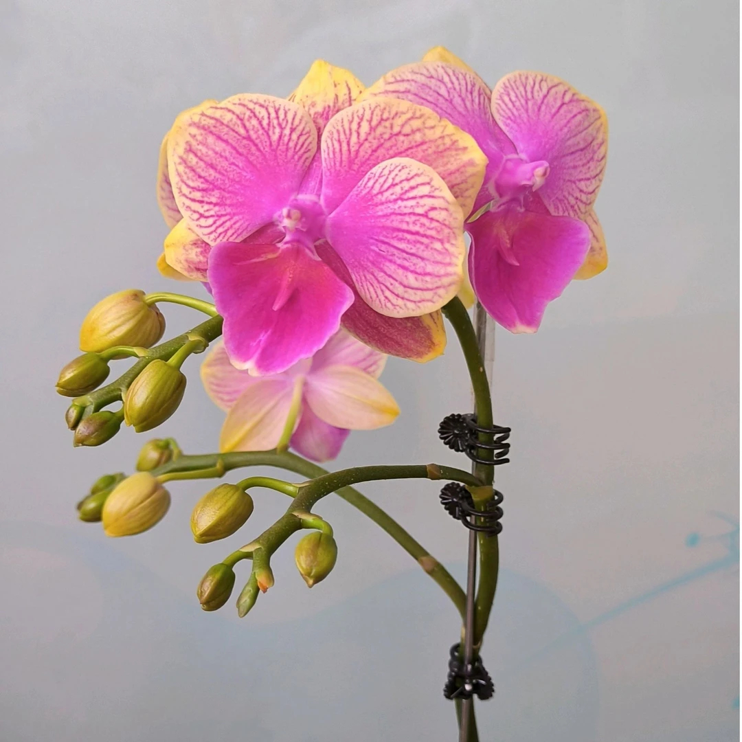 （美人鱼）美人鱼 蝴蝶兰 带花带花苞单双混发 基地直发