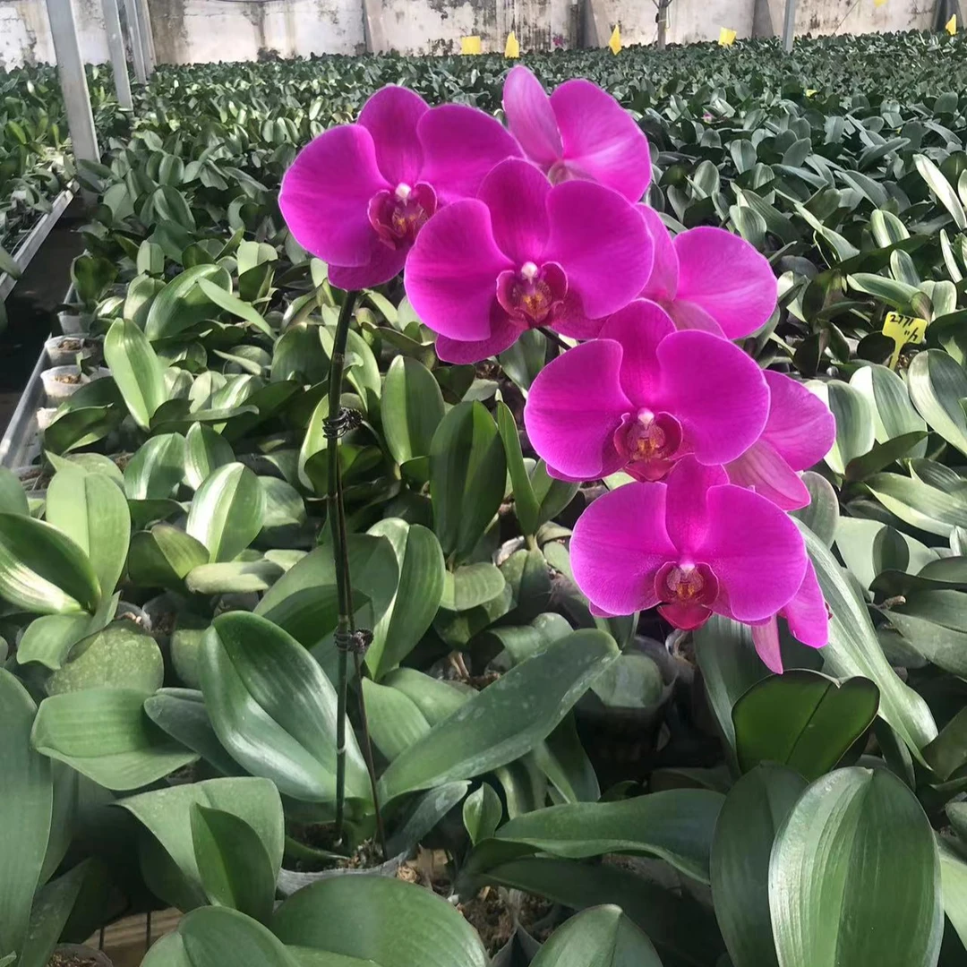 <大辣椒> 大辣椒 蝴蝶兰 花带花苞 基地直发