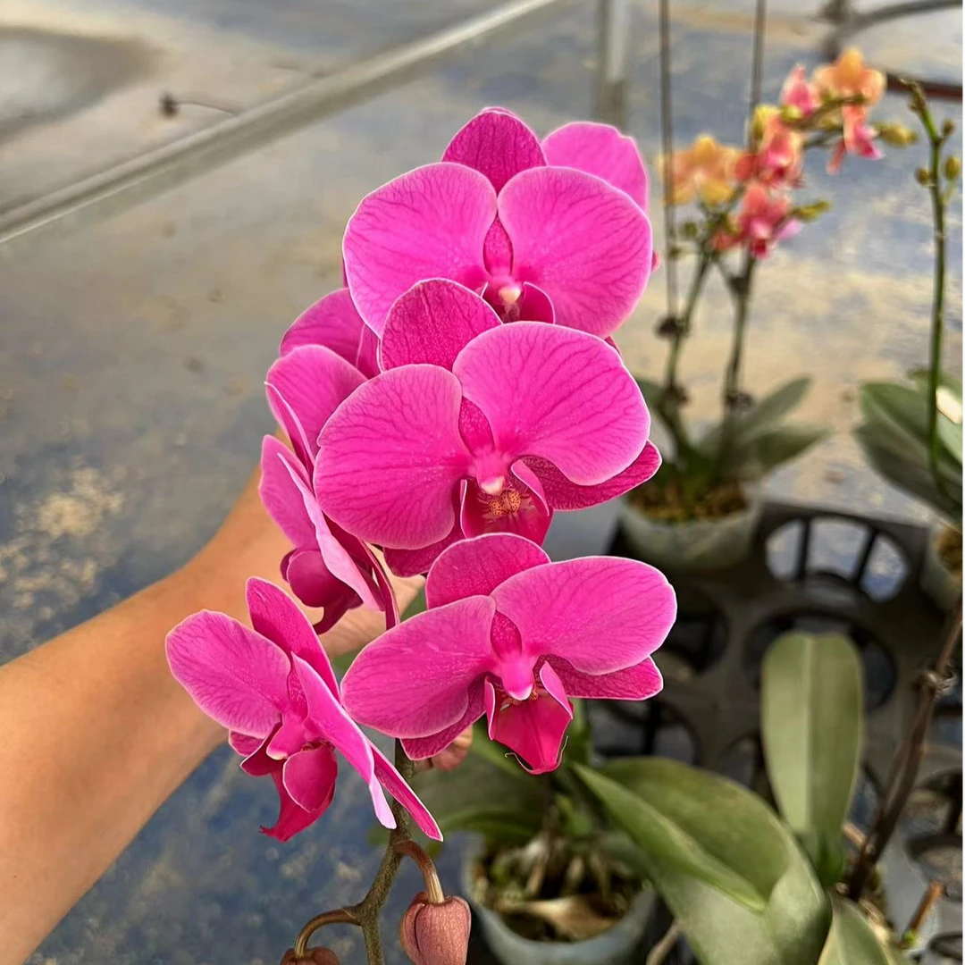 <福星> 开花株 带花带苞 基地直发
