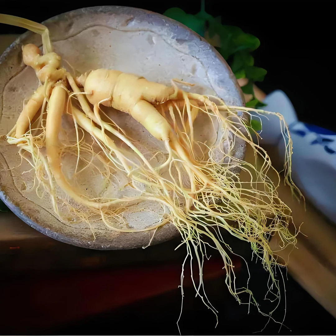 Y长白山保鲜人参120g  1支装