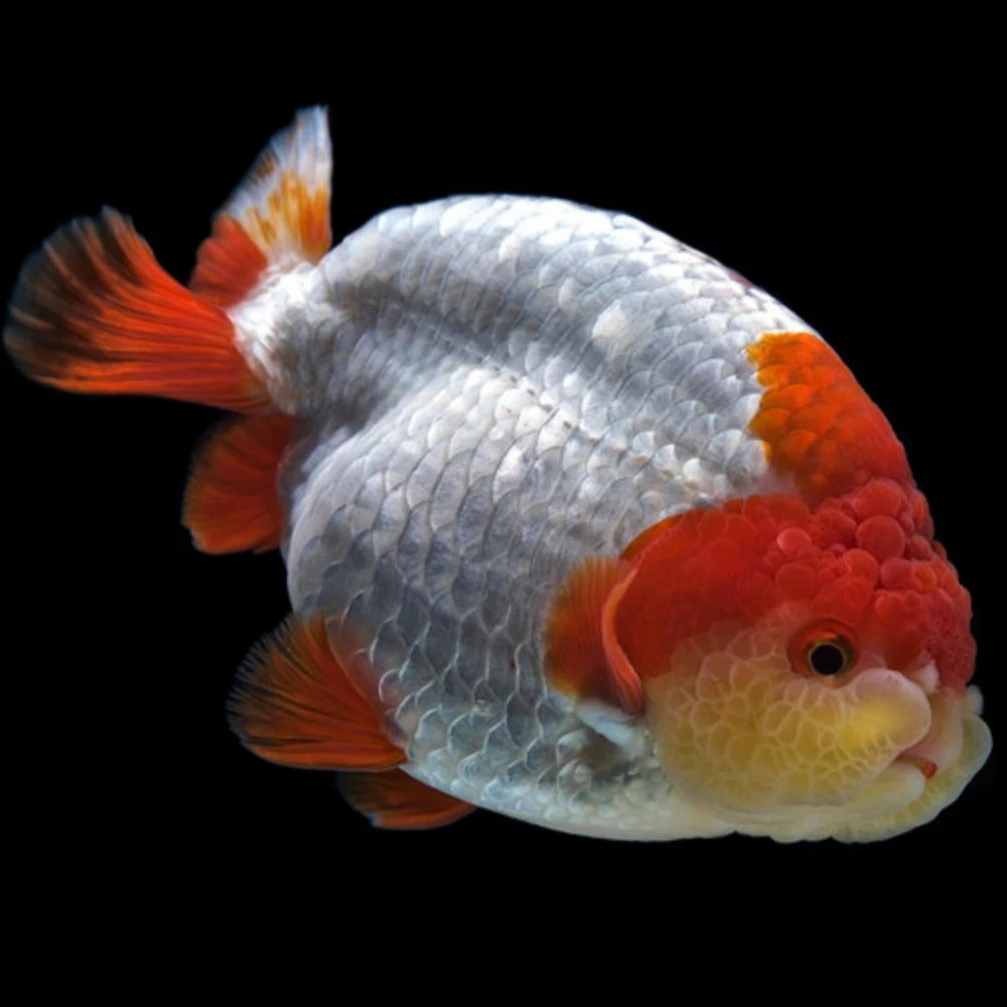 福州精品兰寿金鱼