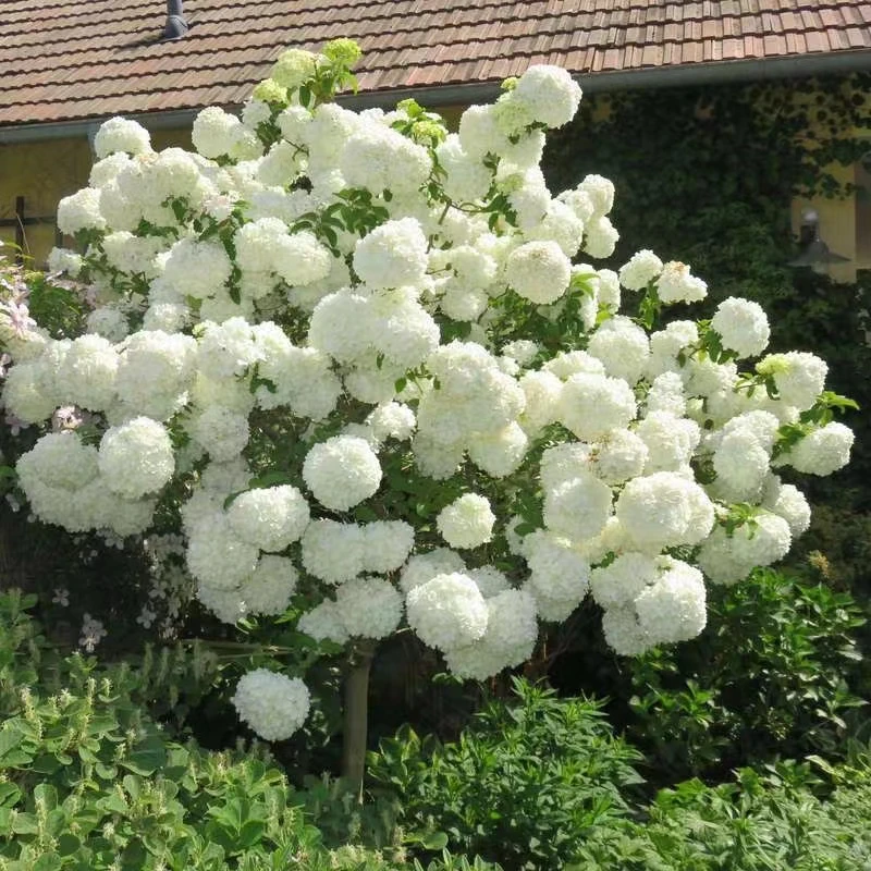 木本植物中华木绣球大花斗球园林绿化庭院别墅室内外耐寒树苗景观