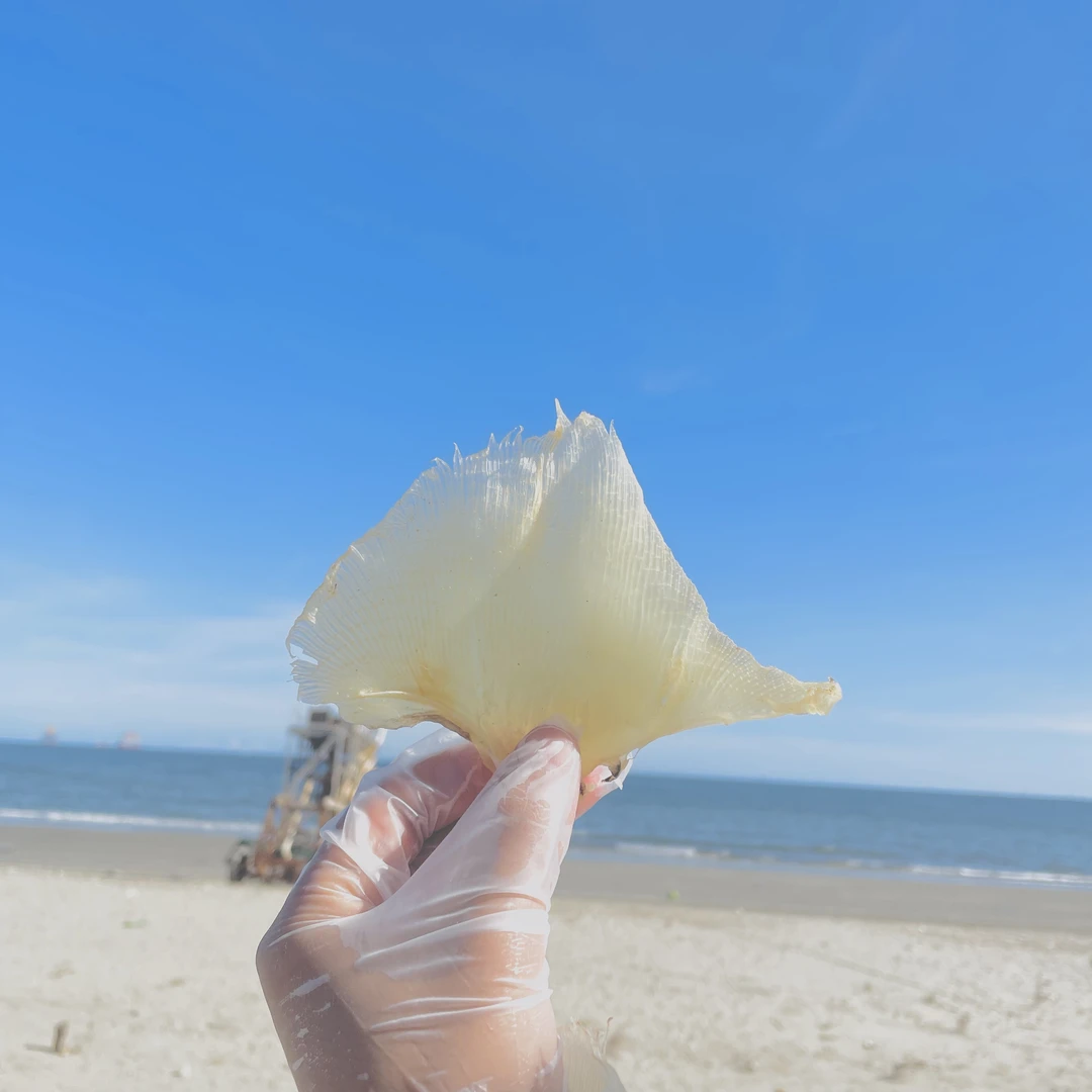 广东软骨浦鱼翅海狗翅煲汤食材瑶鱼翅干货500g