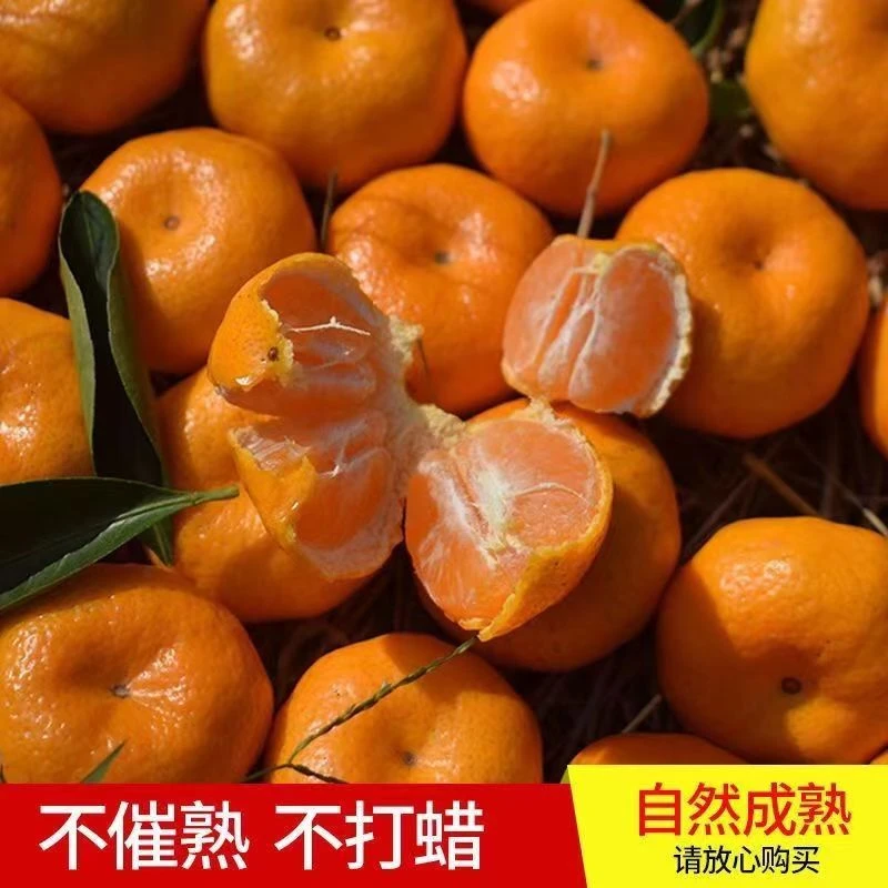 6斤 散装砂糖桔纯甜口带箱6斤左右皮薄多汁超甜【只发河南省内】