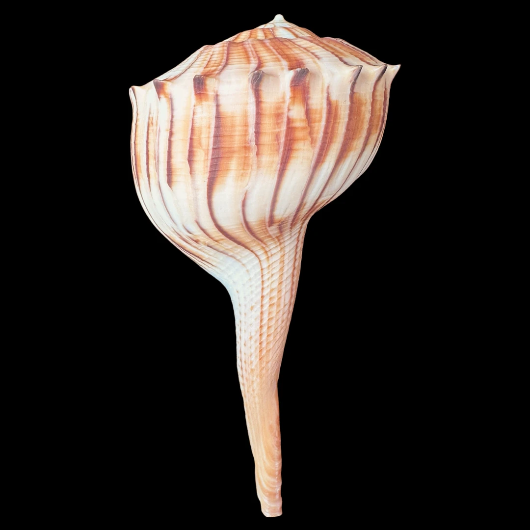 【火焰香螺】120.2mm GEM 稀有（名贝老50珍）墨西哥 贝壳M1