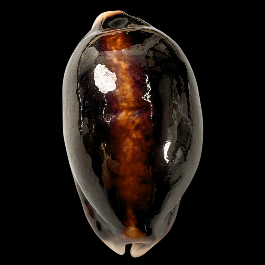 【黑花枕宝螺（黑化）】50.1mm GEM 产地：新喀里多尼亚 贝壳P