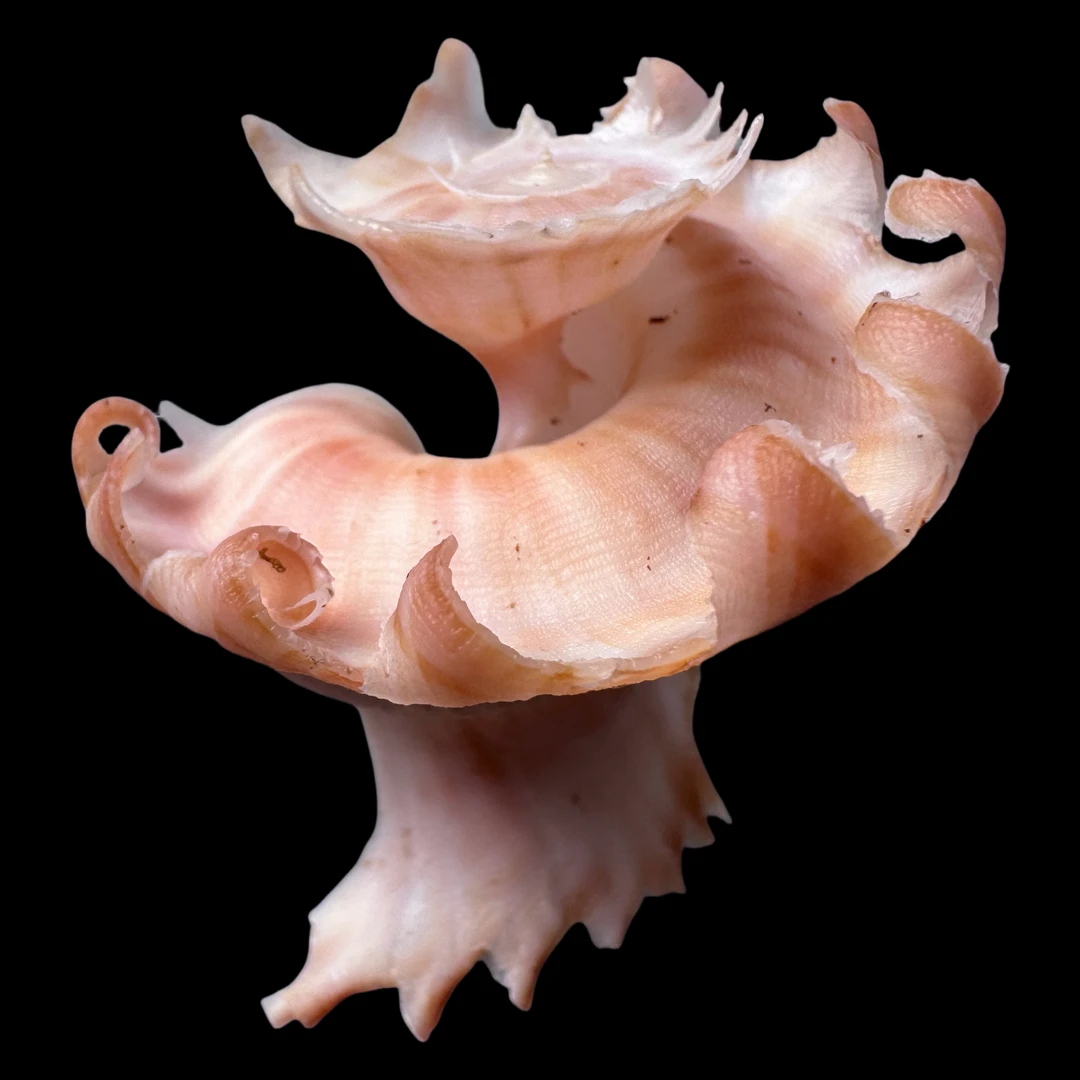 【玛娃花仙螺】56.1mm 稀有 产地：菲律宾 贝壳A t