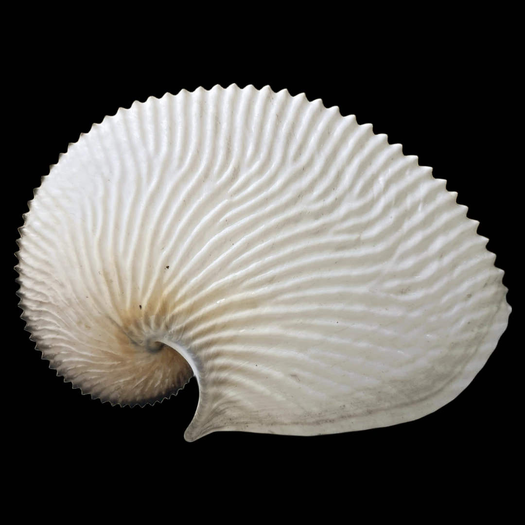 【扁船蛸（特大！）】194.3mm GEM头足纲卵壳 贝壳B4