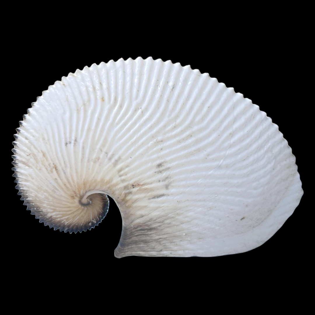 【扁船蛸 大！】180.4mm GEM 头足纲卵壳 贝壳摆件 C5