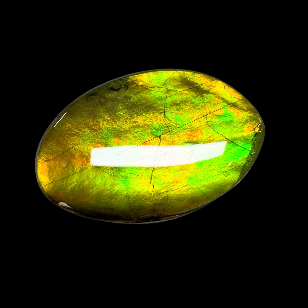 【古贝壳】33.9mm BC 加拿大 贝壳B7