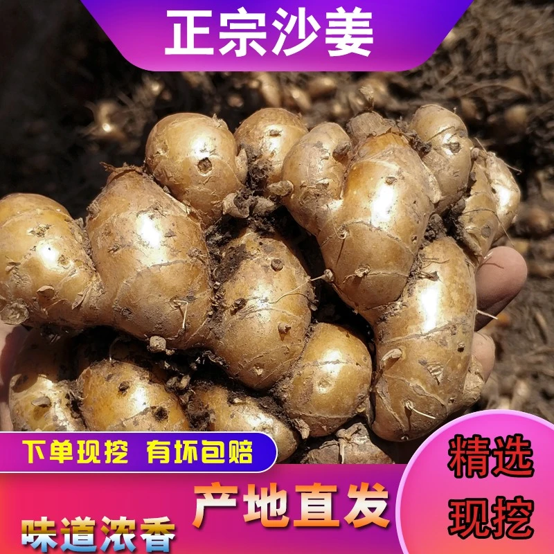 正宗广东茂名特产新鲜沙姜/山奈 白切鸡调味配料蘸料砂姜产地直供