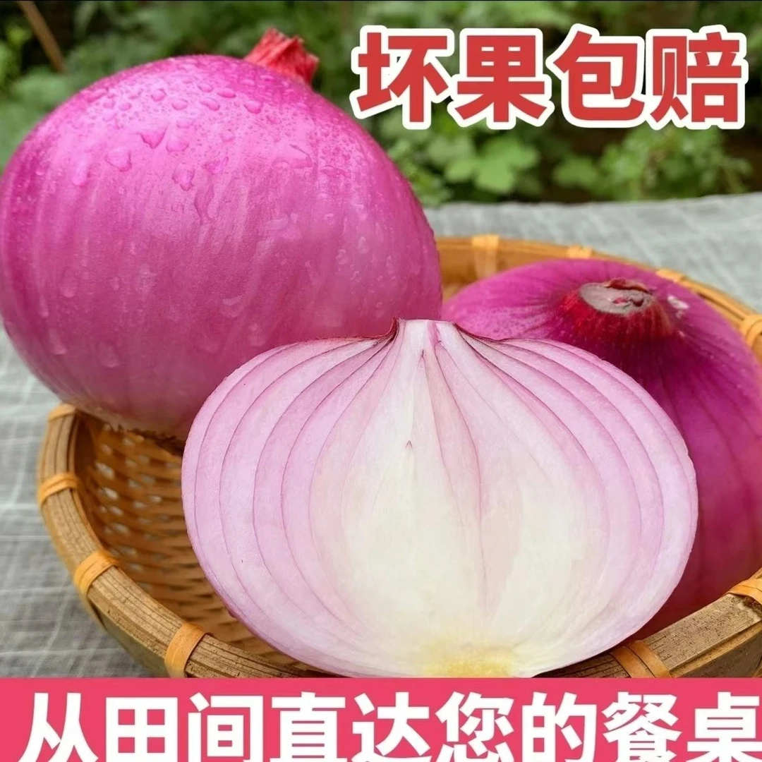 四川紫皮洋葱新鲜小圆葱甜洋葱头当季蔬菜红皮特产农家自种现发