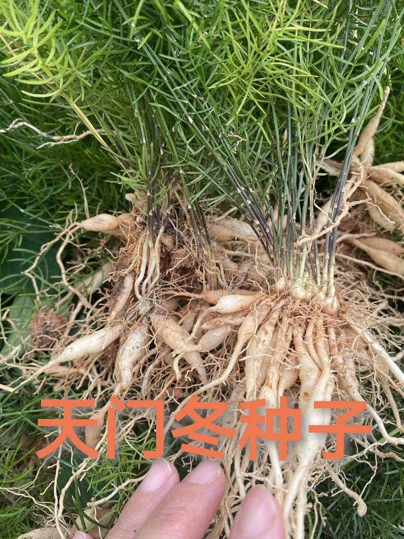 支持三农发展大天门冬种子如何种植经验分享