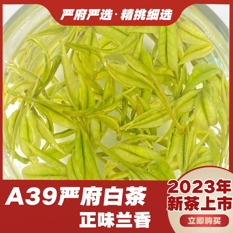 (2023)年明前A39安吉正宗特产白茶兰花香新茶严府高山茶春茶极美