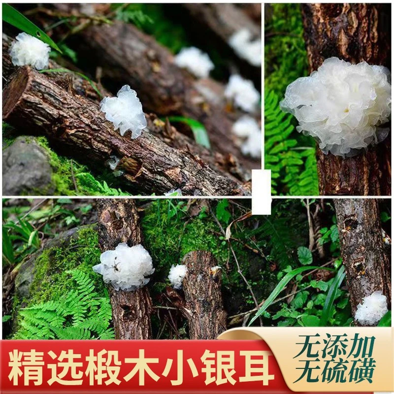 椴木银耳软糯好出胶无添加传统营养天然滋补食用纯正
