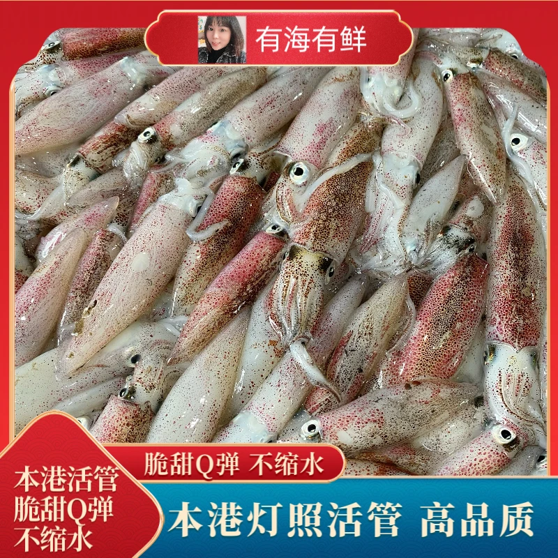 福建渔民捕小鱿鱼仔厚壳鱿鱼内港货小乌贼活冻鱿鱼不带籽3斤5斤