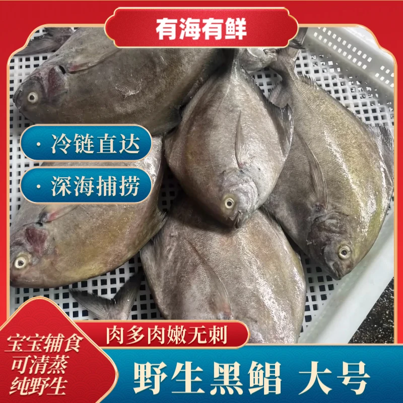 野生黑鲳乌鲳鱼鸡鲳新鲜低温锁鲜