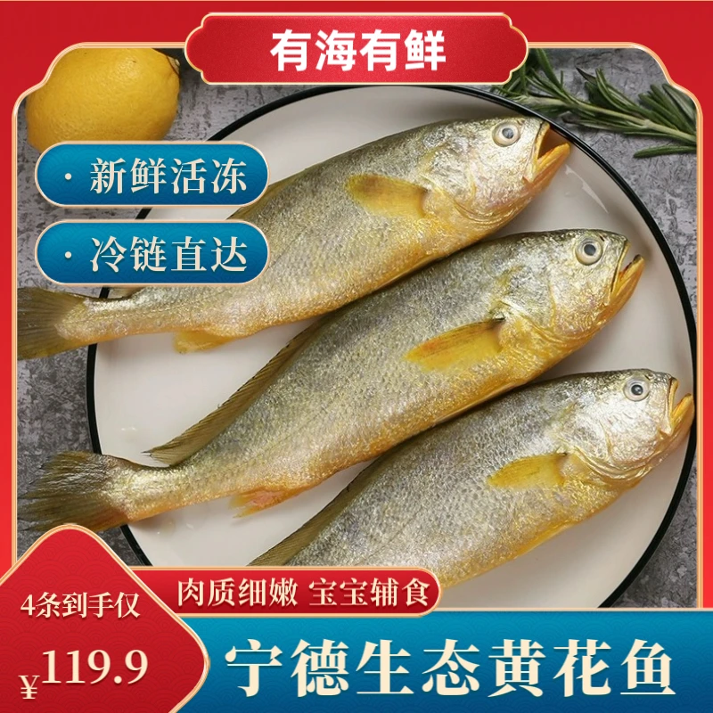福建宁德霞浦生态深海黄花鱼黄瓜鱼活冻新鲜4条香煎黄鱼