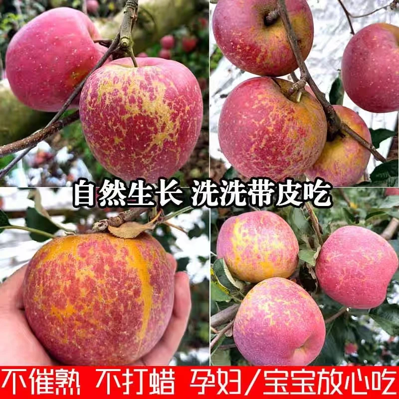 正宗云南昭通丑苹果新鲜水果大凉山甜脆红富士冰糖心丑苹果4-9斤