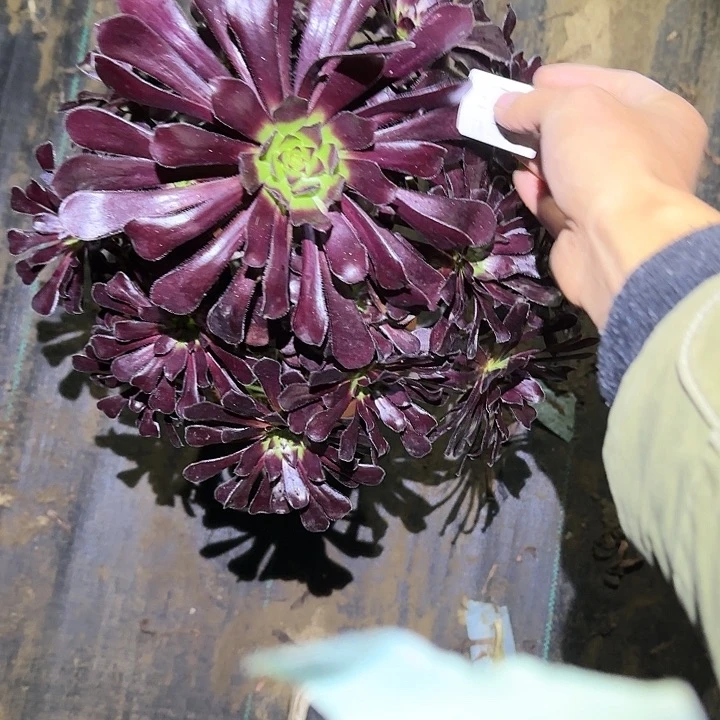 1125墨法师多肉法师