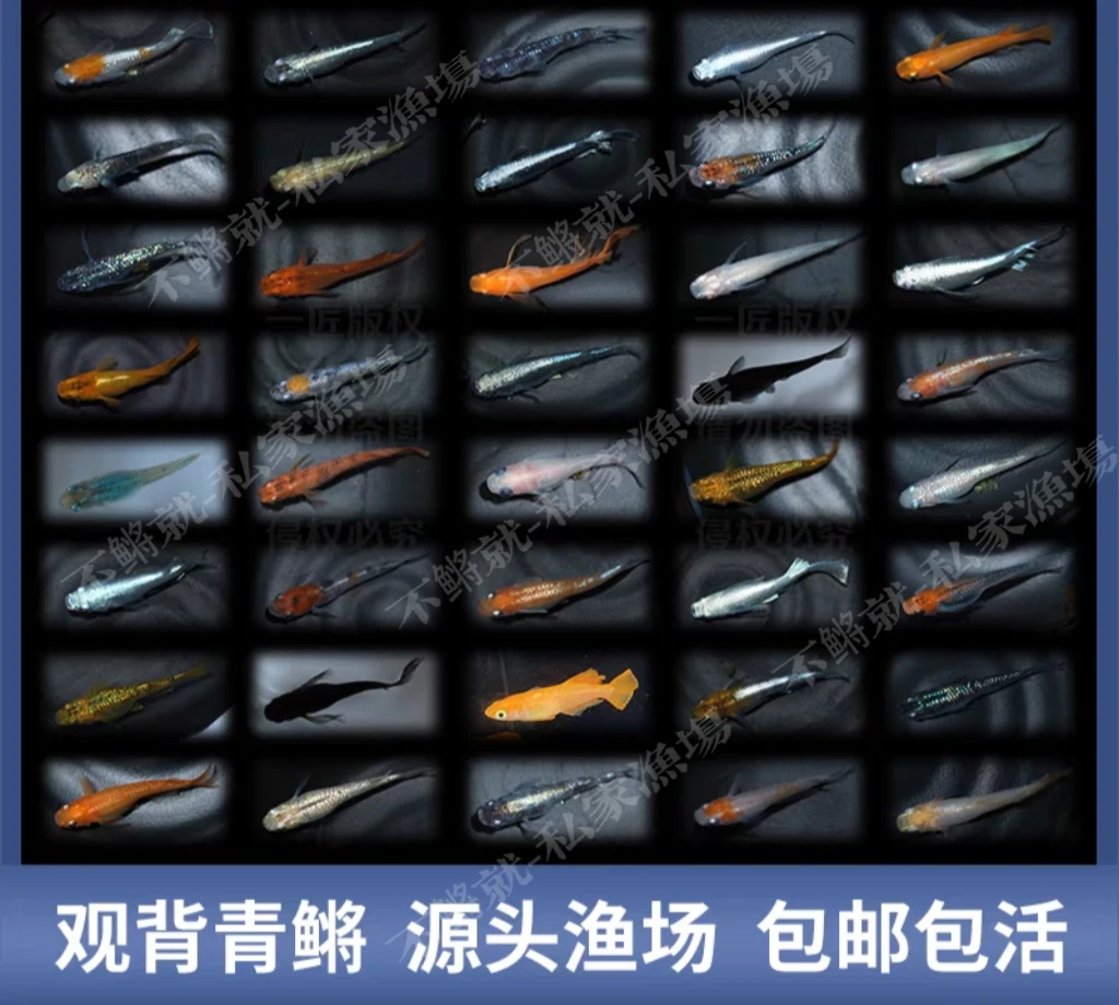 观背青鳉-2～3cm-天使之翼红帝王华蓝山琥珀-冷水观赏鱼免打氧加温