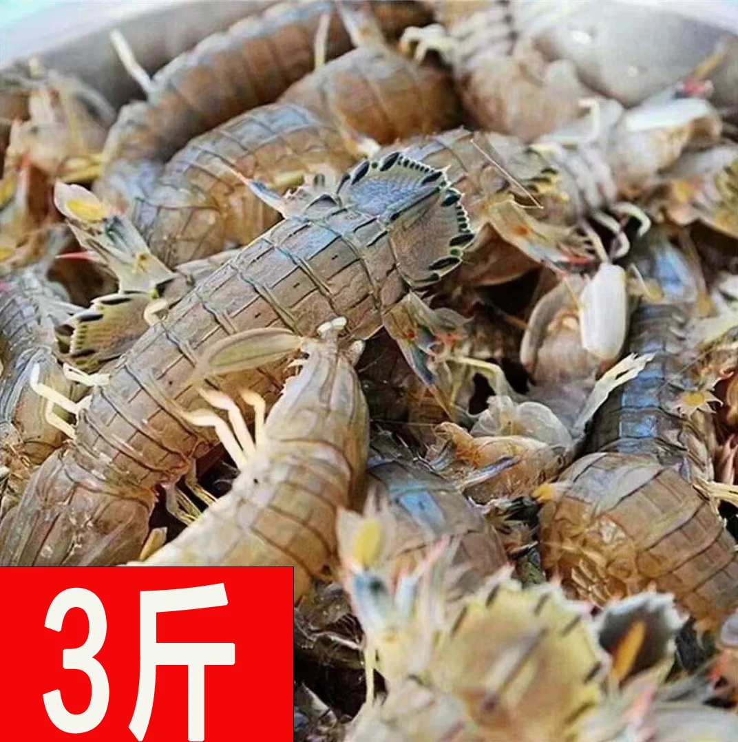 【中公】3斤鲜活熟冻皮皮虾 9-12cm 蒸熟发货