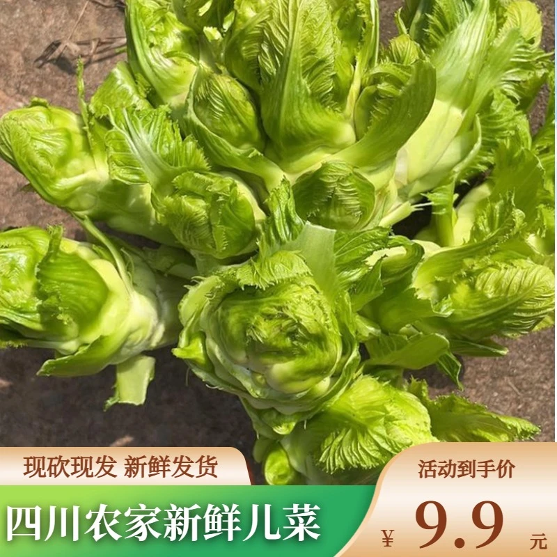四川儿菜新鲜抱儿菜现摘嫩儿子特产南充菜时令蔬菜榨菜荠菜儿仔菜