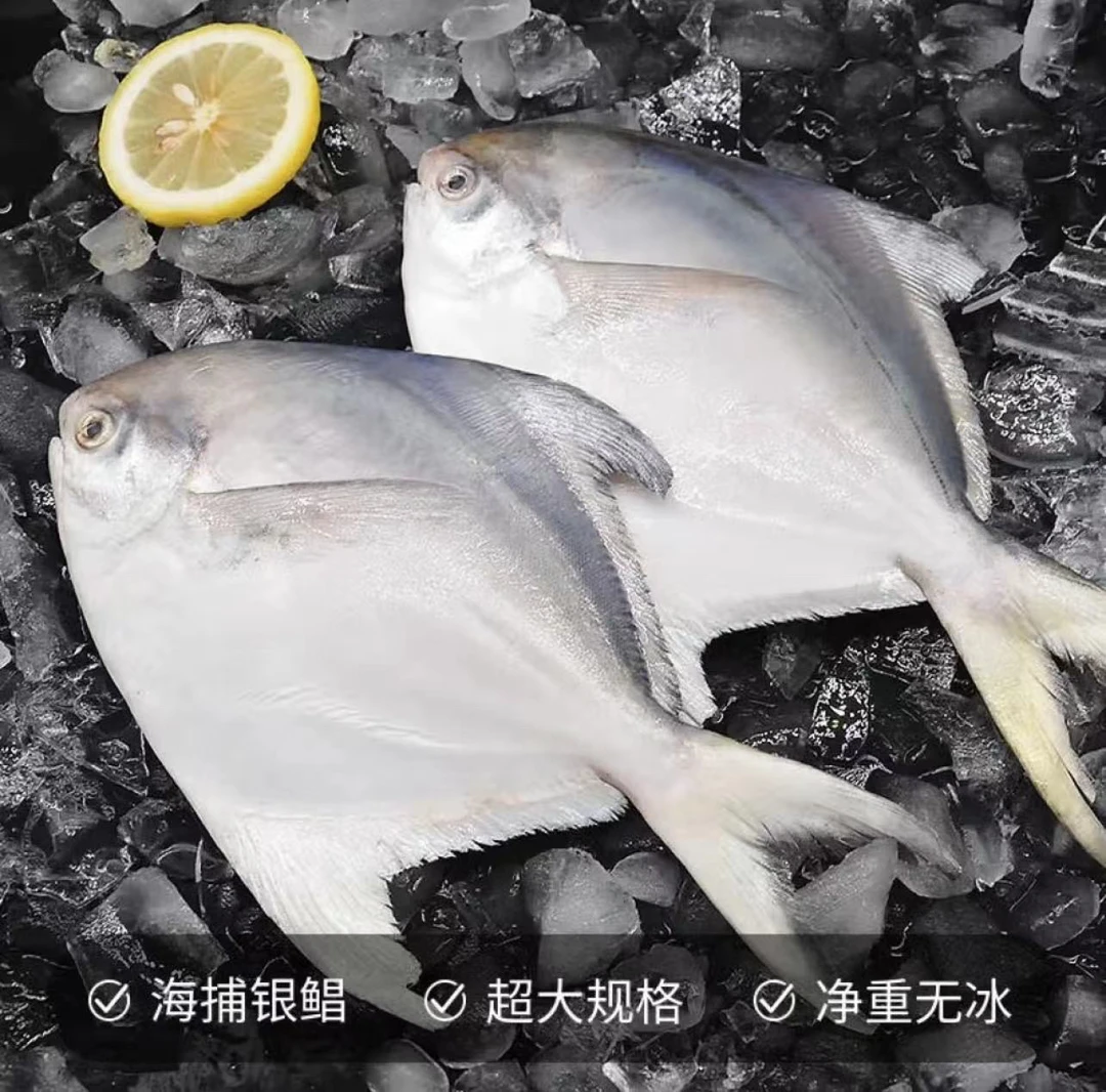 新鲜海捕银鲳鱼一斤6条拍4送1到手5斤5包带保护冰衣顺丰包邮