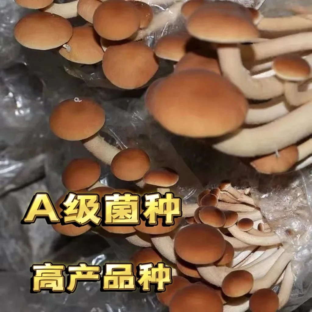 茶树菇菌种菌包家庭室内大蓬种植新鲜蘑菇农家特产食用菌菌棒