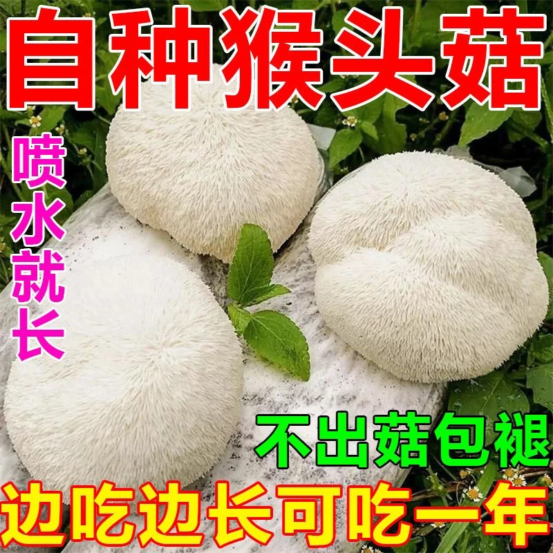 【不出包赔】猴头菇菌种家种食用蘑菇菌包食用菇菌种菌包蘑菇盆栽
