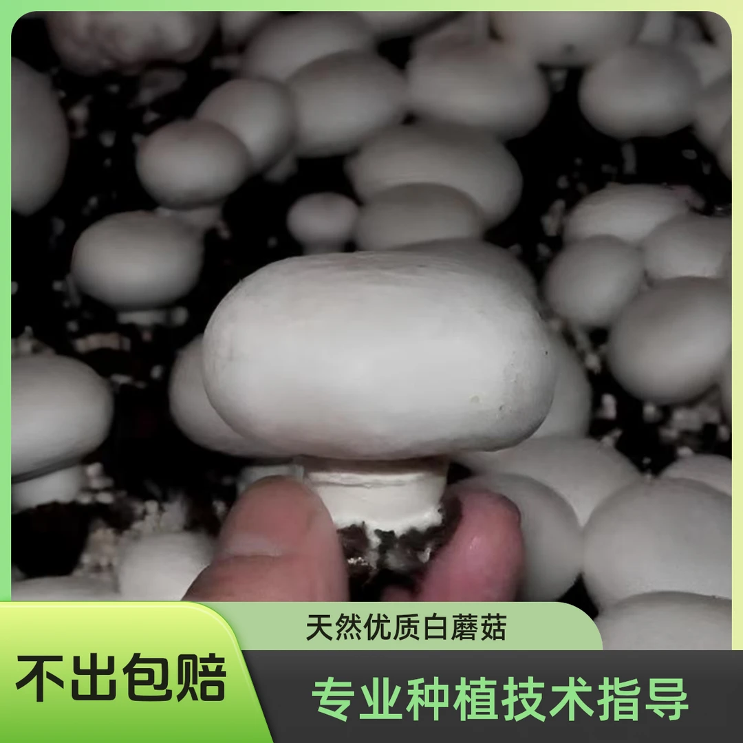 2024新款双孢菇菌种白蘑菇菌种白姬菇食用菌阳台盆景栽培四季可种
