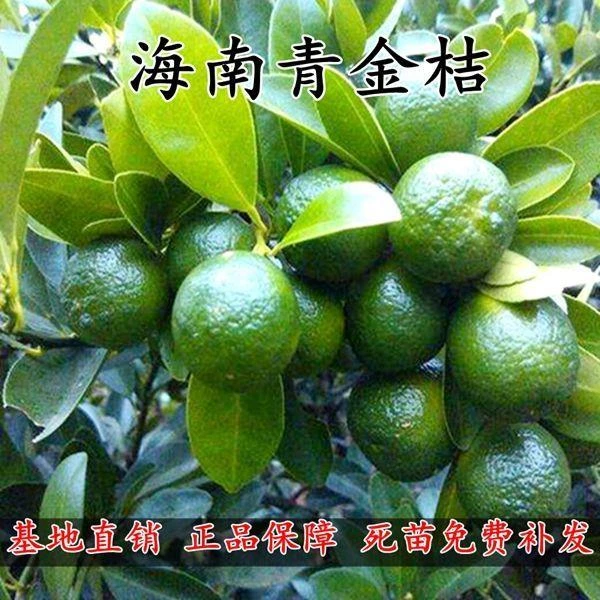 海南青金桔苗小青桔苗青橘子苗小金桔树苗桔子苗盆栽地栽当年结果