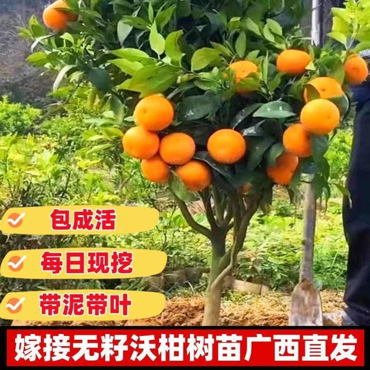 正宗嫁接广西沃柑树苗091无核沃柑橘子苗盆栽地栽结果苗桔子树苗