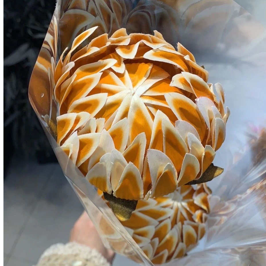 【霓虹花卉】月季 永生花1支 寓意等待希望 干燥发货居家办公摆件