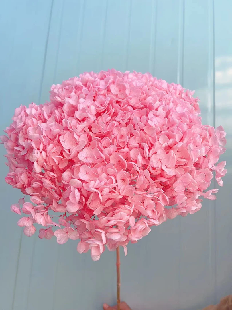 【霓虹小苑】安娜绣球干花花束定制花艺 居家办公卧室室内摆件大气