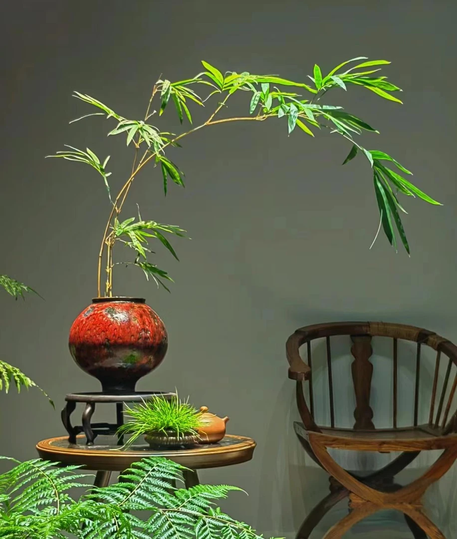 观音竹懒人绿植 高度保湿办公室客厅茶桌绿植盆栽 好养易活可选