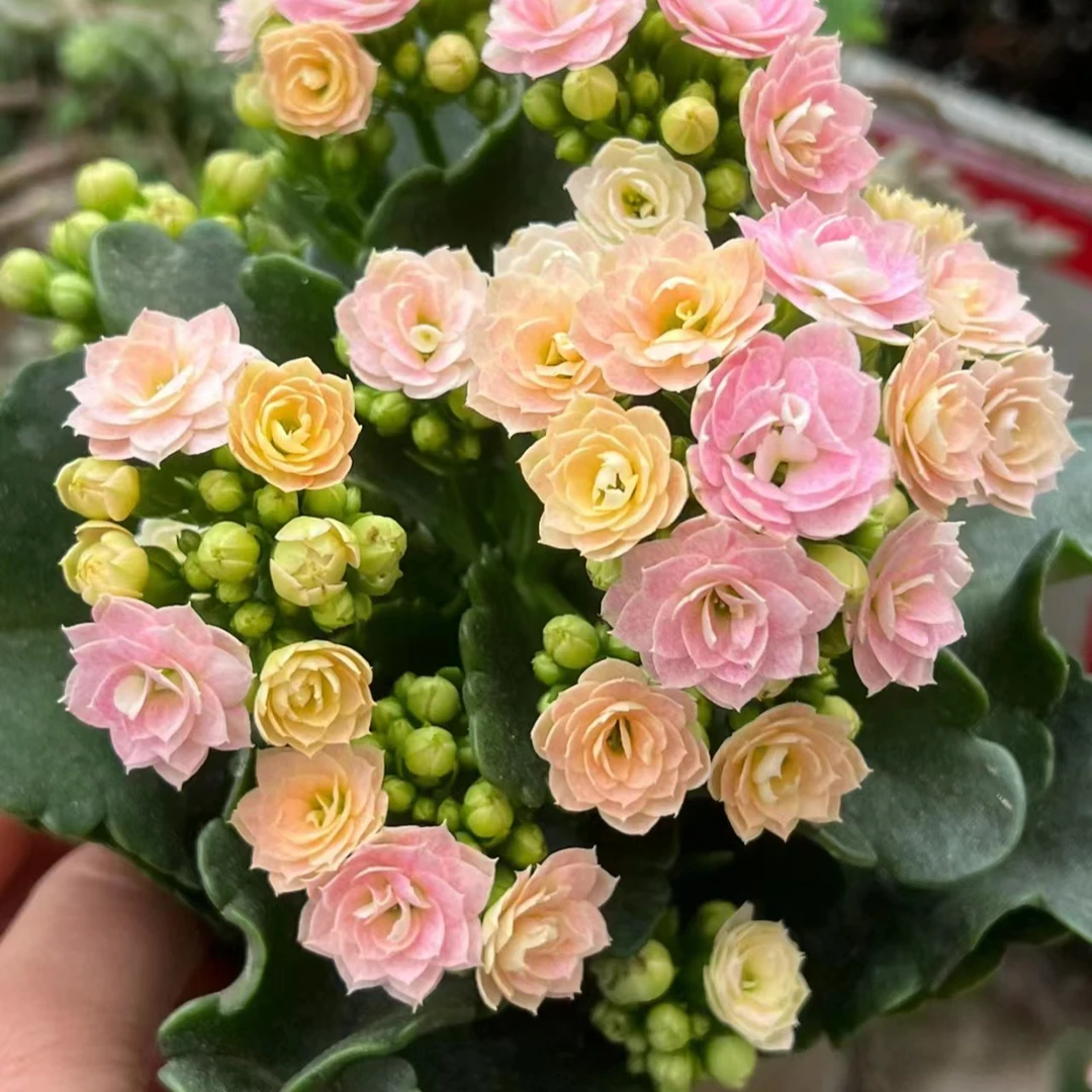 [奶油睡莲]长寿盆栽重瓣大花 带花苞 植物花四季开花好养