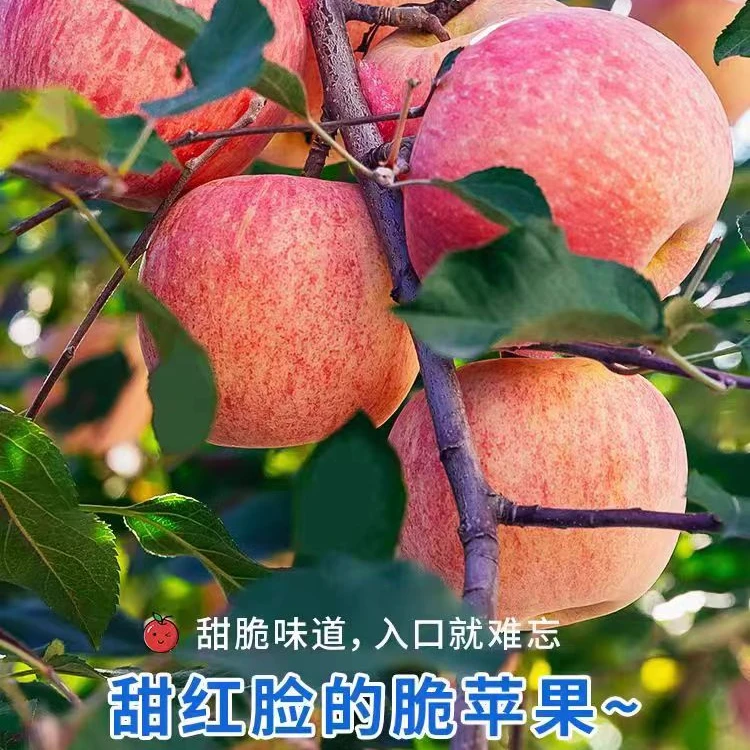 傅世鲜生【2024秋季新果】正宗烟台红富士4.5斤新鲜采摘 脆甜多汁